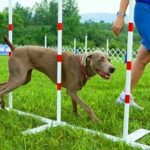 Cómo-montar-un-negocio-de-entrenamiento-o-adiestramiento-de-perros